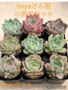 多肉植物 ミックスベリア♡小苗セット - メルカリ
