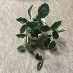 ★宅配便発送★無印良品【パーツ】アクアポット４号用植物苗　ホヤ・カルノーサ