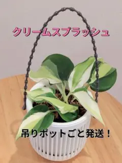 オキシカルジウム　クリームスプラッシュ　吊りポットごと発送！のサムネイル