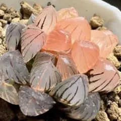 s*0様 多肉植物　ハオルチア　霓虹燈オブツーサ錦　鮮明錦　極上斑　ピンクゴール