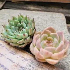 peche様 リクエスト 2点 まとめ商品