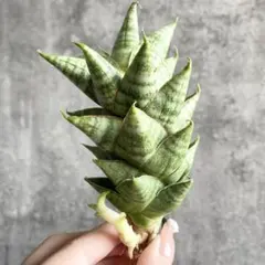 n*m様 S6809★オークション販売★ サンスベリア タワー 極上斑入り株！！ n*m様 S6809☆オークション販売☆ サンスベリア タワー 極上