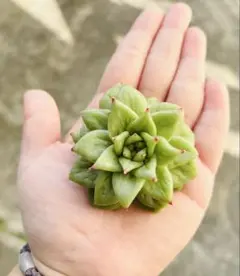 maika072114様 リクエスト 2点 まとめ商品