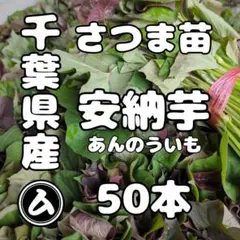 2026年最新】サツマイモ 苗 安納芋の人気アイテム - メルカリ