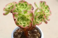67#観葉植物アエオニウム錦❤️富士雪錦❤️8大小頭18cm 拔き苗 - メルカリ