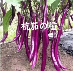 Toshi様 リクエスト 2点 まとめ商品