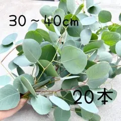 ユーカリ ポポラス ドライフラワー 長め