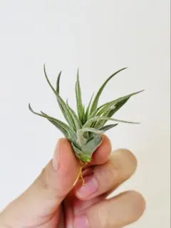 チランジア イオナンタ バンハイニンギー トリコーム欠損 Tillandsia