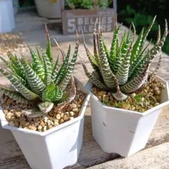 硬葉 ハオルチア 抜き苗 2つセットのサムネイル