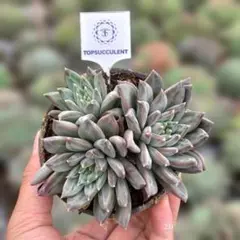 Top【選抜株】多肉植物 362843花火錦 10個 鉢無し/脱土 - メルカリ