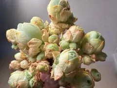 2026年最新】観葉植物 アエオニウムの人気アイテム - メルカリ