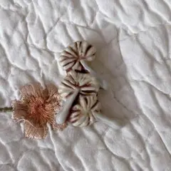 小菅幸子　さん　綿毛のサムネイル
