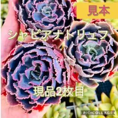 2026年最新】シャビアナトリュフの人気アイテム - メルカリ