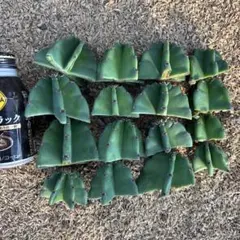 定価5万 柱サボテン 観葉植物 ドライガーデン ロストラータ サボテン