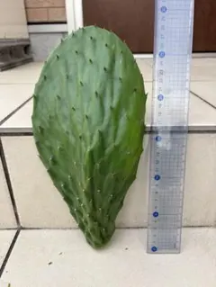 まりん☆さんへ ウチワサボテン（ノパル） カット苗 + アロエベラ
