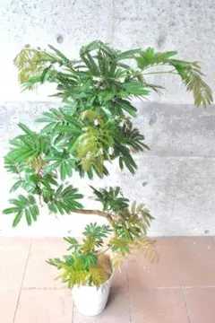 エバーフレッシュ 140cm8号 S-shaped tree form - メルカリ