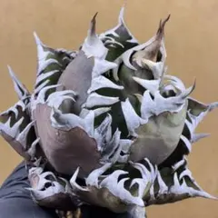 2026年最新】フラワー・ガーデニングの人気アイテム - メルカリ