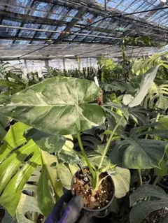 きっしー様 リクエスト 3点 まとめ商品