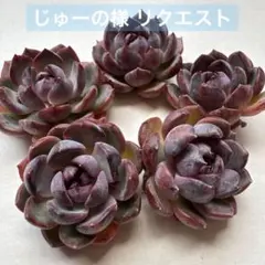 じゅーの様 リクエスト 4点 まとめ商品