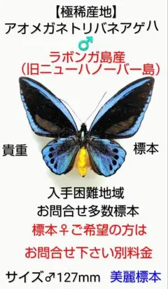ザルモクシスオオアゲハ ♂標本 136mm中央アフリカ産アフリカ代表的