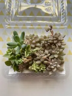 多肉植物 カット苗セット