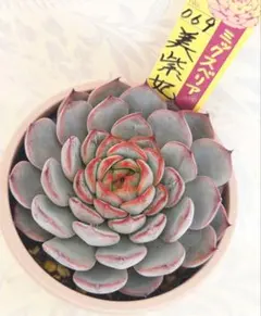 ミックスベリア 3種セット 多肉植物 おらいさん苗 青鬼 雲の花