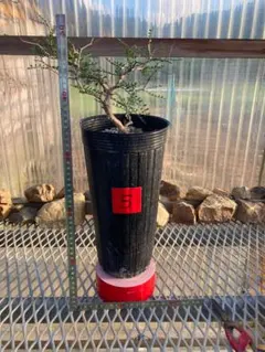 2025年最新】パキプス 根挿しの人気アイテム - メルカリ