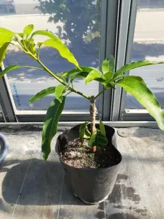 専用出品　大苗2本　2年生苗1本 専用出品 大苗2本 2年生苗1本 専用出品 大苗2本 2