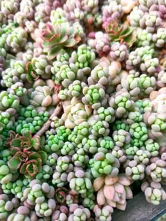 多肉植物 セダム　木立性ブレビフォリウム　そよ風の天使　10カット 多肉植物 セダム 木立性ブレビフォリウム そよ風の天使 20カット