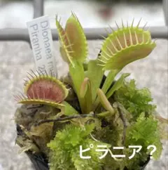 ハエトリソウ ウワバミ(鉢ごと発送) - メルカリ