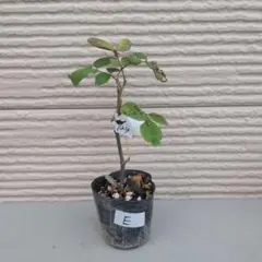 장미 묘목 장미 절단 모종 E