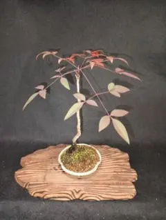 2026年最新】文人 盆栽の人気アイテム - メルカリ