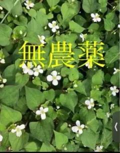 無農薬　ドクダミのサムネイル