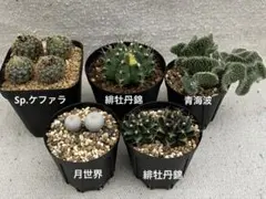 緋牡丹錦　世界の図　ロイホワイト　サボテン 緋牡丹錦 世界の図 ロイホワイト サボテン