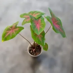 カラジウム 苗 観葉植物のサムネイル
