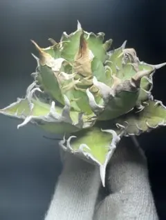 ゴリ猫 レッドキャット コレクション品 大株 在庫処分セール品_5 ゴリ猫 レッドキャット コレクション品 大株 在庫処分セール品_2