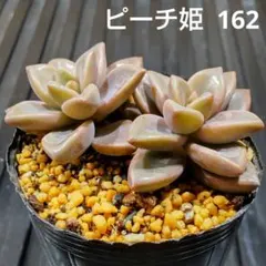 ピーチ姫 2株 162 グラプトペタルム 多肉植物 抜き苗