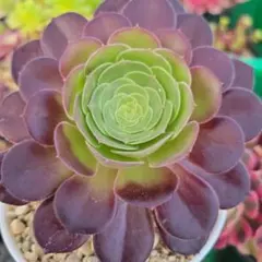 多肉植物♡アエオニウム♪群生6頭粉玉錦（抜き苗） - メルカリ