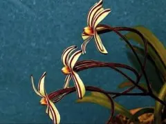 ♪余剰苗特売市♪】富貴蘭 手毬歌（最上柄） - メルカリ
