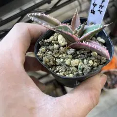 2025年最新】アガベシーザー錦の人気アイテム - メルカリ