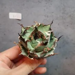 ソテツ 8号鉢つき 多頭8ヘッド❗ - メルカリ