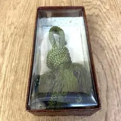 男性用 羽織紐 組紐 着物 和装 和装小物 浴衣 着付け 装飾 2色デザイン