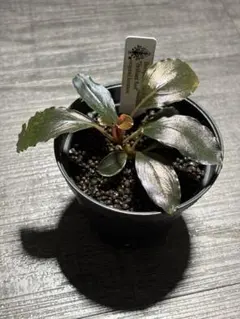 タ*ン様 Bucephalandra sp.