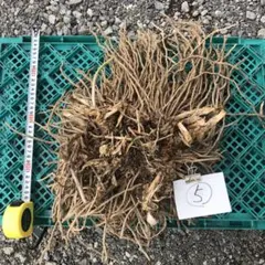 アスパラガス苗　⑤のサムネイル