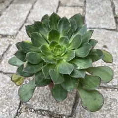 多肉植物 アエオニウム 彩蝶 抜き苗 ◎メルカリ便◎