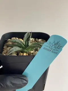 ジェレミー産 Hidden Agave ホリダ×(クリスティニー×ポタトラム