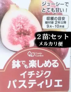 いちじく【パスティリエ】２苗セット 2株 苗木 フルーツ果実 果物 鉢花 接木のサムネイル