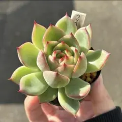 ミックスベリアの札(札のみ) 2025年最新】ミックスベリア 札のみの人気アイテム - メルカリ