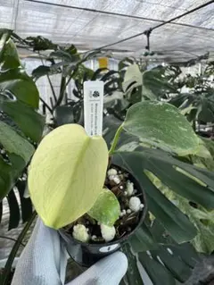 モンステラ ホワイトモンスター 天津蘭 鉢のまま メルカリ便 匿名配送 2 モンステラ・ホワイトモンスター 天津蘭 フルミント 斑入 OC
