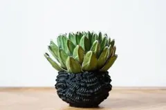 2025年最新】d.i.p 鉢の人気アイテム - メルカリ